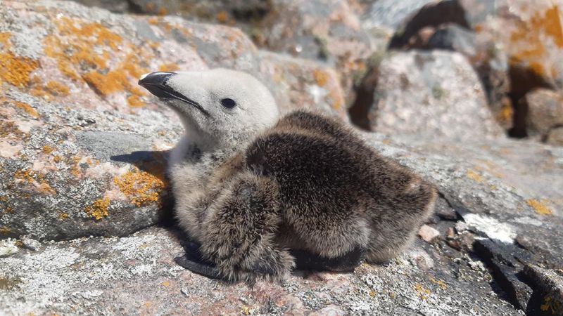 Saariston vieraspetopyynnit ottavat edistysaskelia koko rannikolla  &ndash; Saaristolintulajien poikastuotto paranee ja parim&auml;&auml;r&auml;t kasvavat - Uutinen - Totalvene.fi
