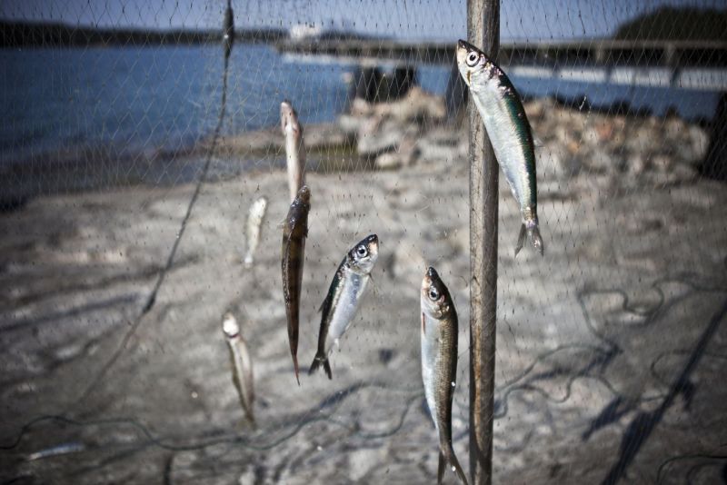 WWF: It&auml;meren kalakannat ovat kriisiss&auml; &ndash; &rdquo;Kalastusta on leikattava merkitt&auml;v&auml;sti&rdquo; - Uutinen - Totalvene.fi