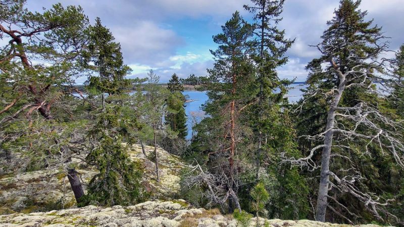 &Auml;itienp&auml;iv&auml;lahja luonnolle:  Korppoossa rauhoitetaan Inikorpin ikimets&auml; - Uutinen - Totalvene.fi