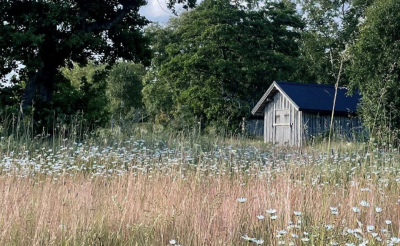 Kunnostusty&ouml;t perinneymp&auml;rist&ouml;ss&auml; &ndash; Jungfrusk&auml;rin harvinaisia niittyj&auml; kunnostetaan talkooty&ouml;ll&auml; - Uutinen - Totalvene.fi