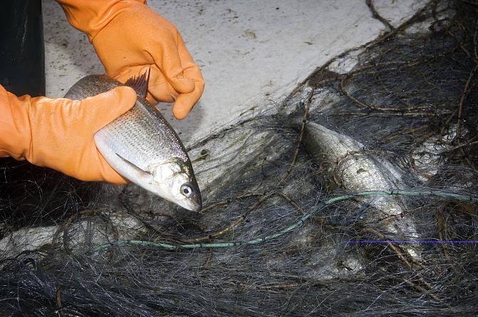 Kalastajien pyydyksiin tarttui enn&auml;tysv&auml;h&auml;n roskia &ndash; Syyt&auml; varovaiseen optimismiin? - Uutinen - Totalvene.fi
