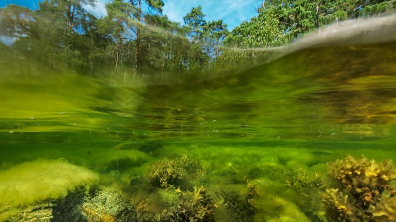 BSAG jatkaa yksityisten merialueiden suojelua &ndash; Osuuspankin lahjoitus vahvistaa meriluontoa  - Uutinen - Totalvene.fi