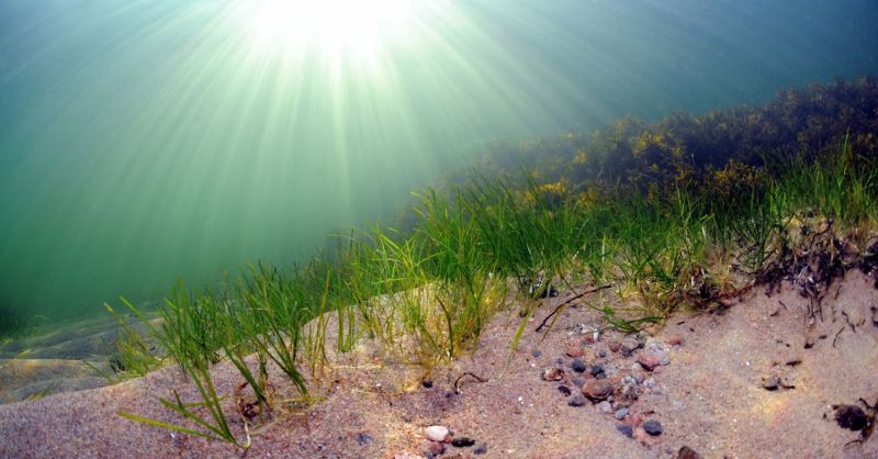 Meriajokaspohjia suojeluun sek&auml; Espoossa ett&auml; Sipoossa &ndash; Ankkurointi suojelualueilla kielletty - Uutinen - Totalvene.fi