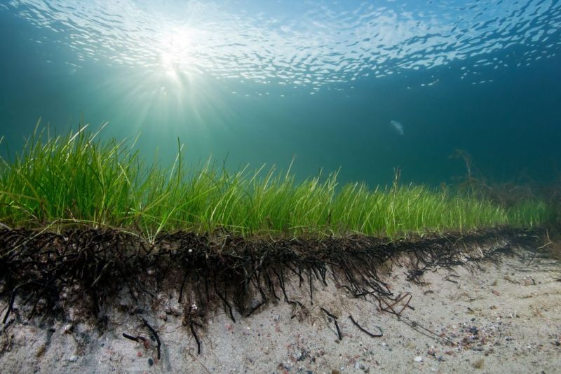 Meriajokkaiden siirtoistutukset onnistuivat It&auml;-Helsingin vesill&auml;  &ndash; It&auml;meren avainlajin ennallistamista jatketaan t&auml;n&auml; kes&auml;n&auml; - Uutinen - Totalvene.fi