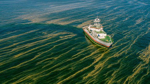 Avomerell&auml; laajojen sinilev&auml;kukintojen riski edelleen huomattava &ndash; Kukinnat voivat alkaa jo juhannuksen j&auml;lkeen - Uutinen - Totalvene.fi