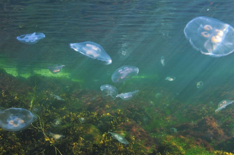 It&auml;meri.fi-sivusto t&auml;ydentyy &ndash; Ajantasaista meritietoa entist&auml; laajemmin ja paremmin visualisoituna - Uutinen - Totalvene.fi