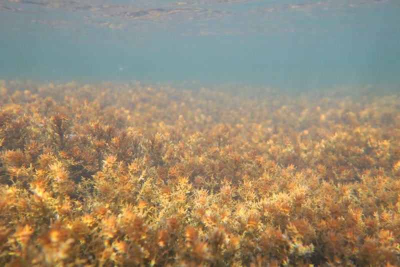 Mets&auml;hallitus esitt&auml;&auml; mereisten luonnonsuojelualueiden laajentamista &ndash; 11 uutta aluetta - Uutinen - Totalvene.fi