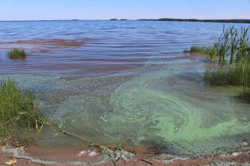 Havaintoja eri puolilta maata &ndash; L&auml;mmin s&auml;&auml; kiihdytti sinilev&auml;esiintymi&auml;  - Uutinen - Totalvene.fi