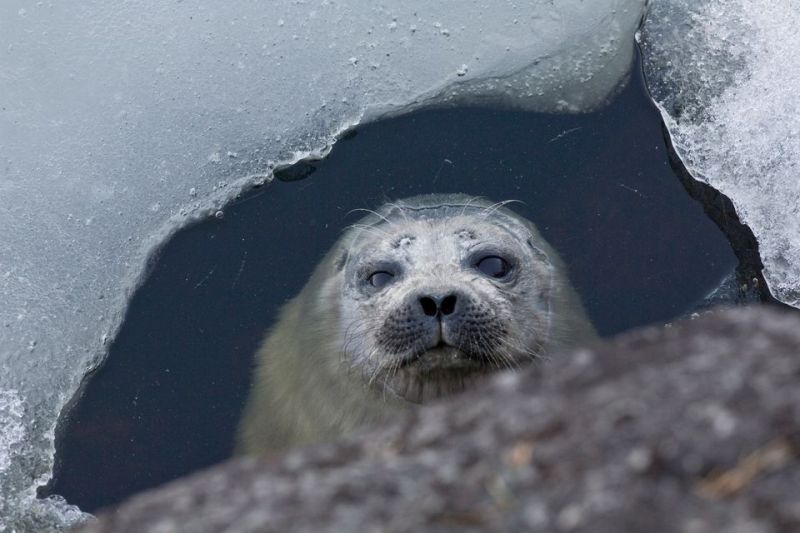 Vene 26 B&aring;t &ndash; Venemessujen vastuullisuuskumppani WWF Suomi pys&auml;ytt&auml;&auml; luonnon k&ouml;yhtymisen - Uutinen - Totalvene.fi