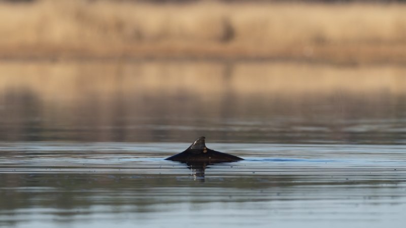 Harvinaiset py&ouml;ri&auml;iset havaittu Suomen vesill&auml;  &ndash; Veneilij&ouml;it&auml; kehotetaan v&auml;ltt&auml;m&auml;&auml;n l&auml;hestymist&auml; - Uutinen - Totalvene.fi
