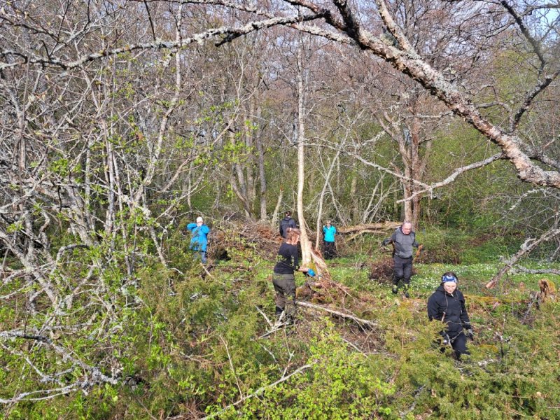 Kes&auml;n talkooleireille haku k&auml;ynniss&auml; Saaristomerelle &ndash; Arvokkaat perinnemaisemat tarvitsevat lihasvoimaa ja liikett&auml; - Uutinen - Totalvene.fi